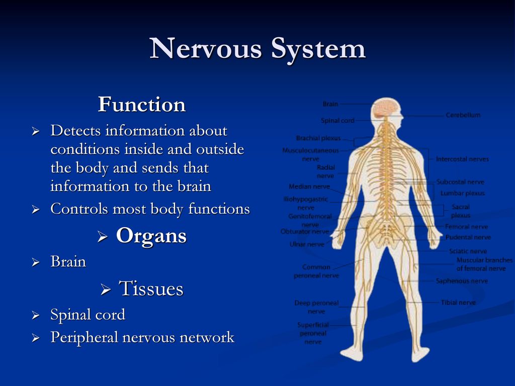 The Human Body. - ppt download