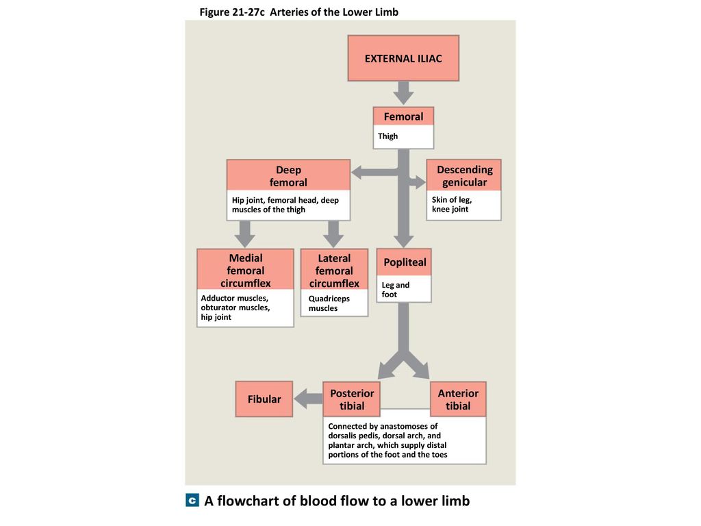 Lower Limb Blood Supply Flow Chart