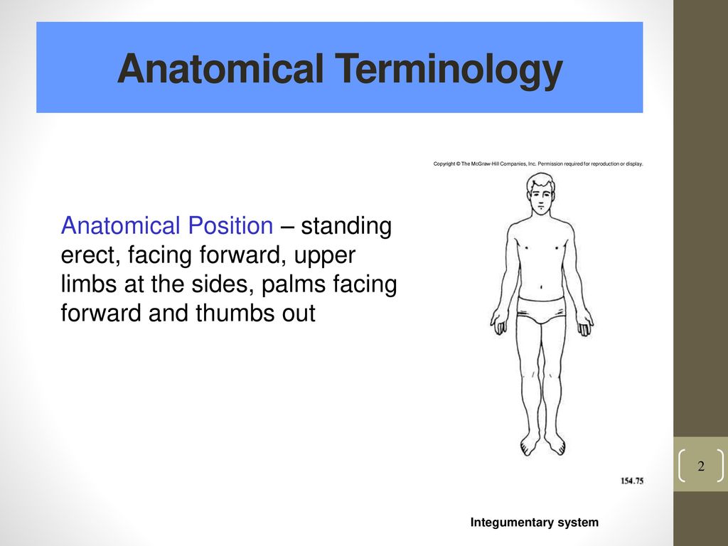 Introduction To Anatomy - Ppt Download