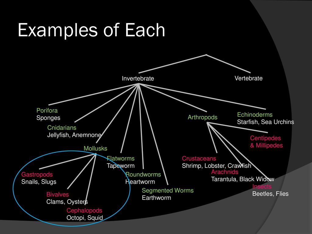 Warmup Compare and contrast: Earthworm and planarium. - ppt download