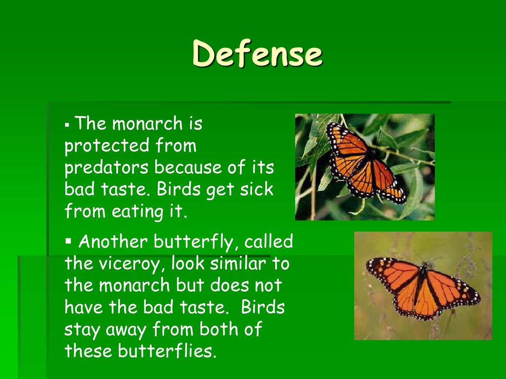 Monarch Butterflies. - ppt download