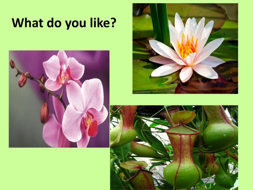 A Rain Forest Ppt Download a-rain-forest-ppt-download