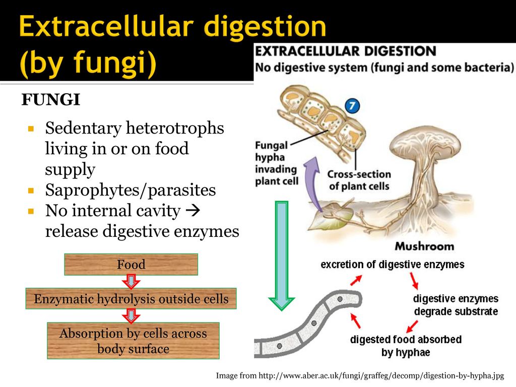 Bioenergetics and Digestion - ppt download