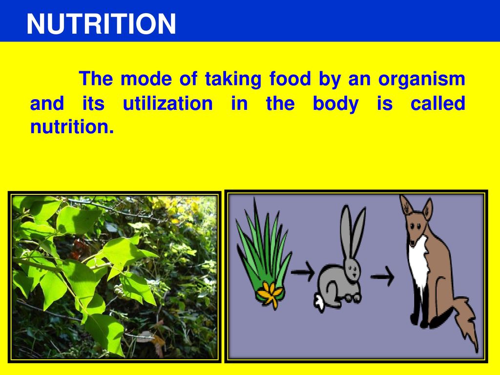 NUTRITION IN PLANTS By: VARNIKA SINGH Class VII DPSG International. - ppt  download