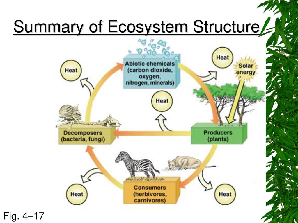Ecology Ecosystems Food Webs Biology Diagrams