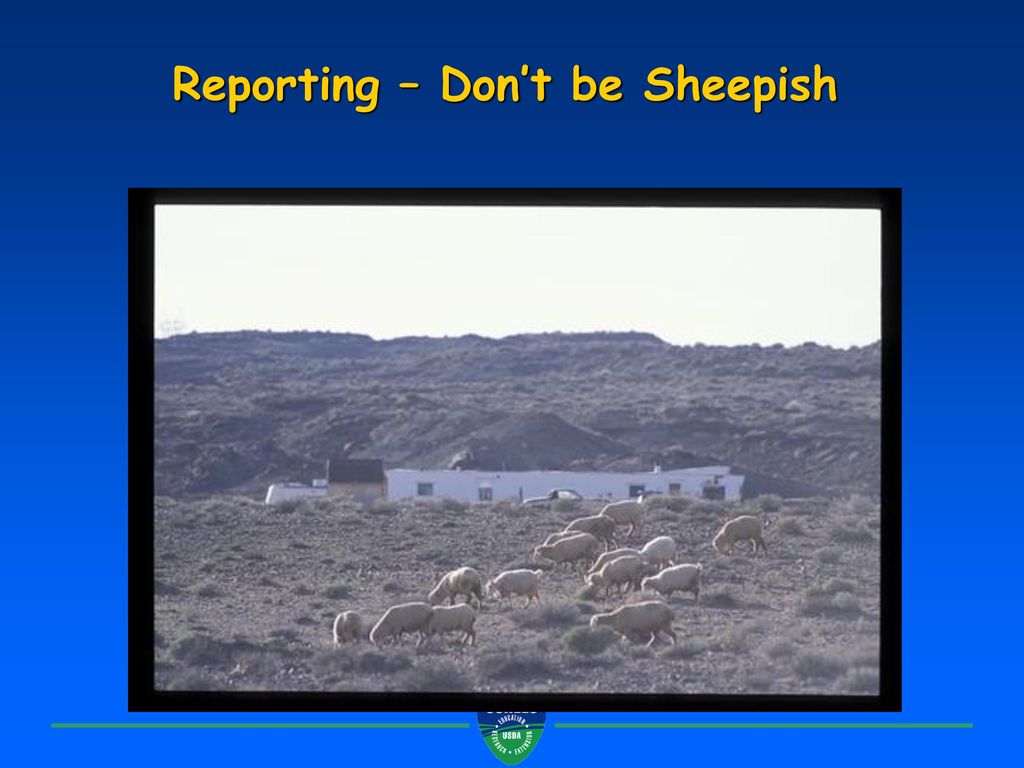 Reporting – Don’t be Sheepish
