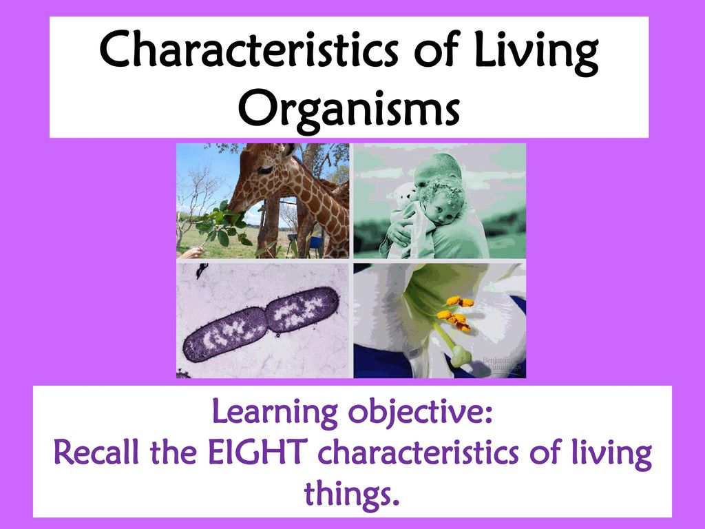 what are the eight characteristics of living things