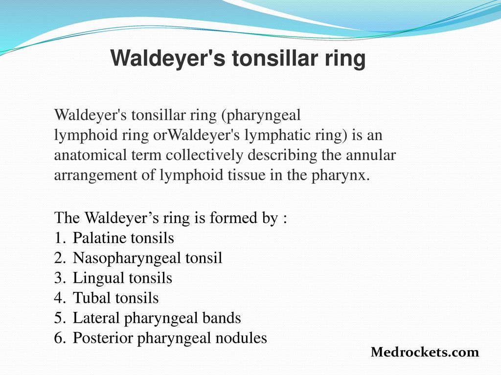 Waldeyer+s+tonsillar+ring