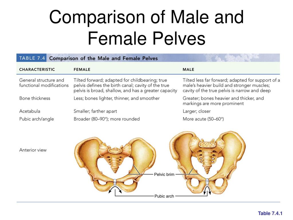 7 bone. Pelvis male and female. Female pelvis diametrs. Narrow pelvis. Male female Pelvic Bone.