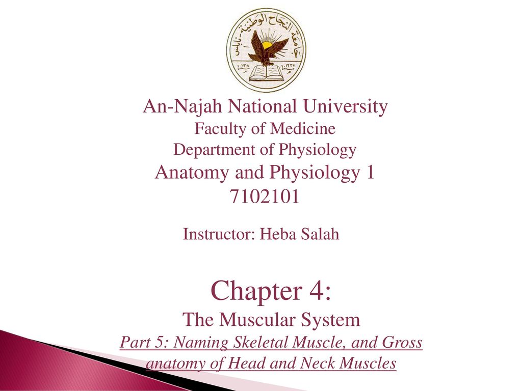 Chapter 4: An-Najah National University Anatomy and Physiology 1