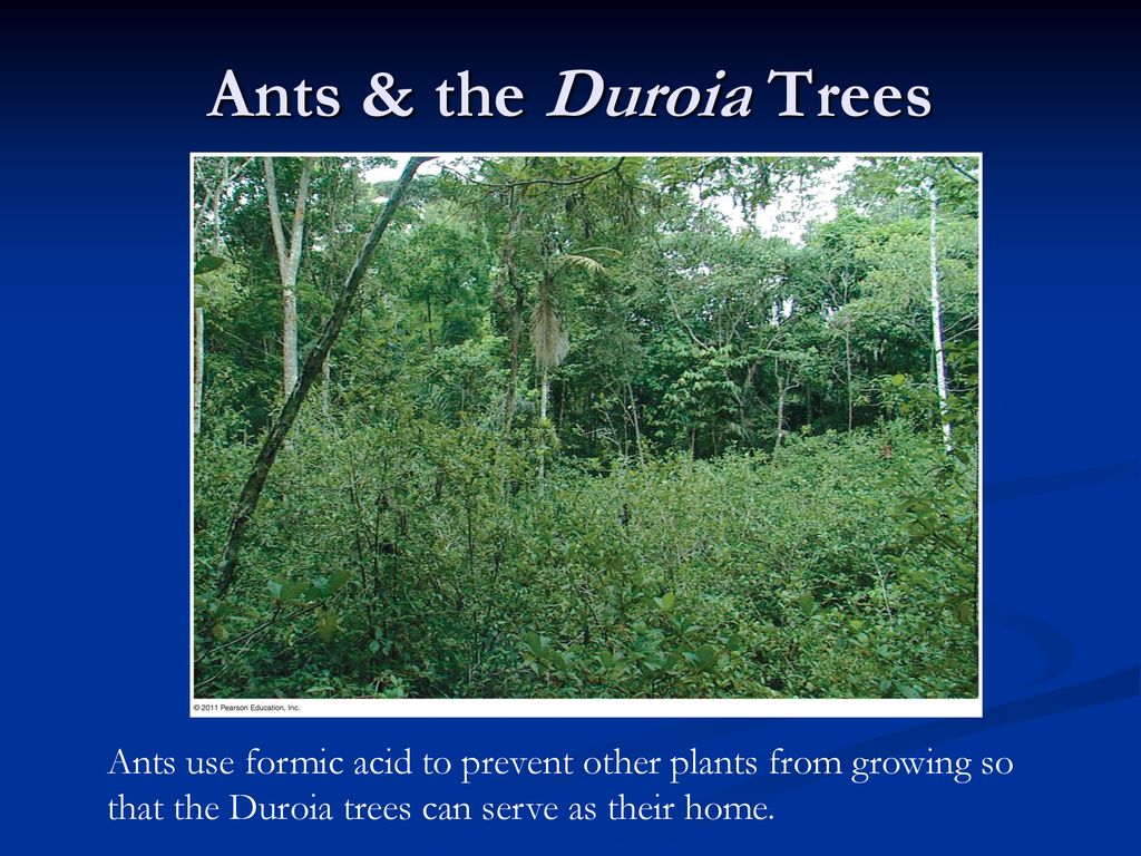 Ants & the Duroia Trees Ants use formic acid to prevent other plants from growing so that the Duroia trees can serve as their home.