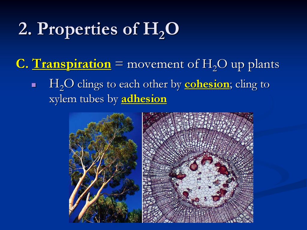 2. Properties of H2O C. Transpiration = movement of H2O up plants
