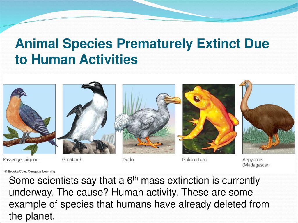 % of all species that have ever lived on Earth are gone forever! - ppt  download