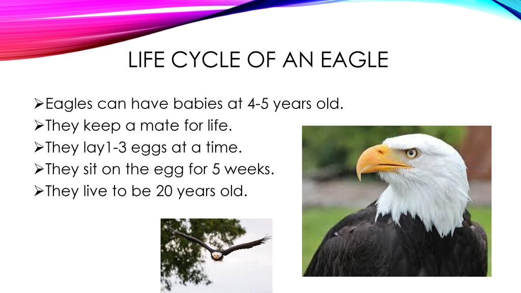 Bald Eagles Life Cycle