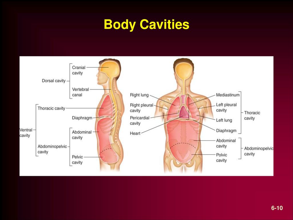 Chapter 6 The Human Body Image Source Clipart Com Ppt Download