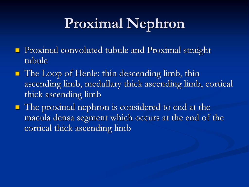 Proximal Nephron Proximal convoluted tubule and Proximal straight tubule.