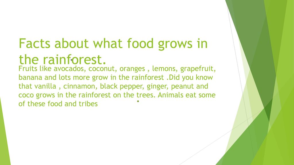 the-wonderful-world-of-the-rainforest-ppt-download