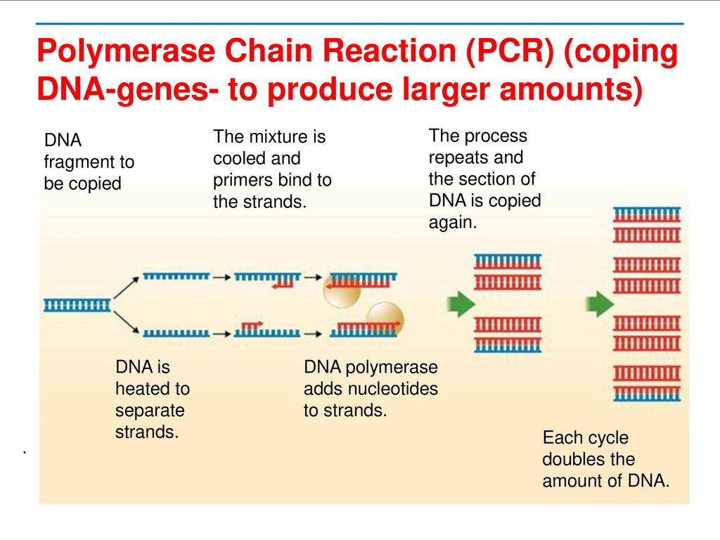 Полимеразная цепная реакция результат. Polymerase Chain Reaction (PCR). DNA polymerase PCR. PCR Reaction. Polymerase Chain Reaction Reaction.