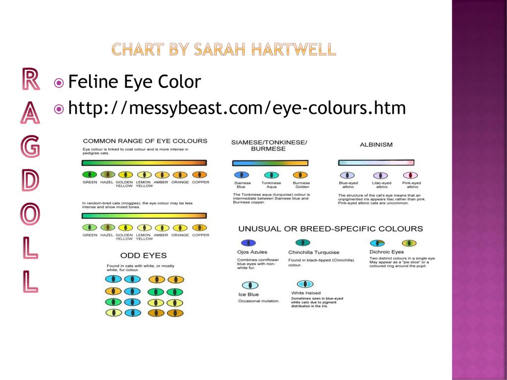 Kitten Eye Color Chart