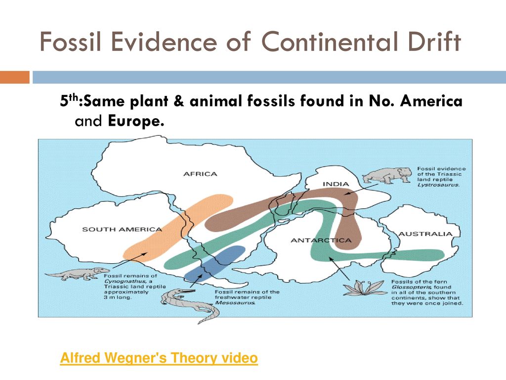 Fossil Evidence of Continental Drift