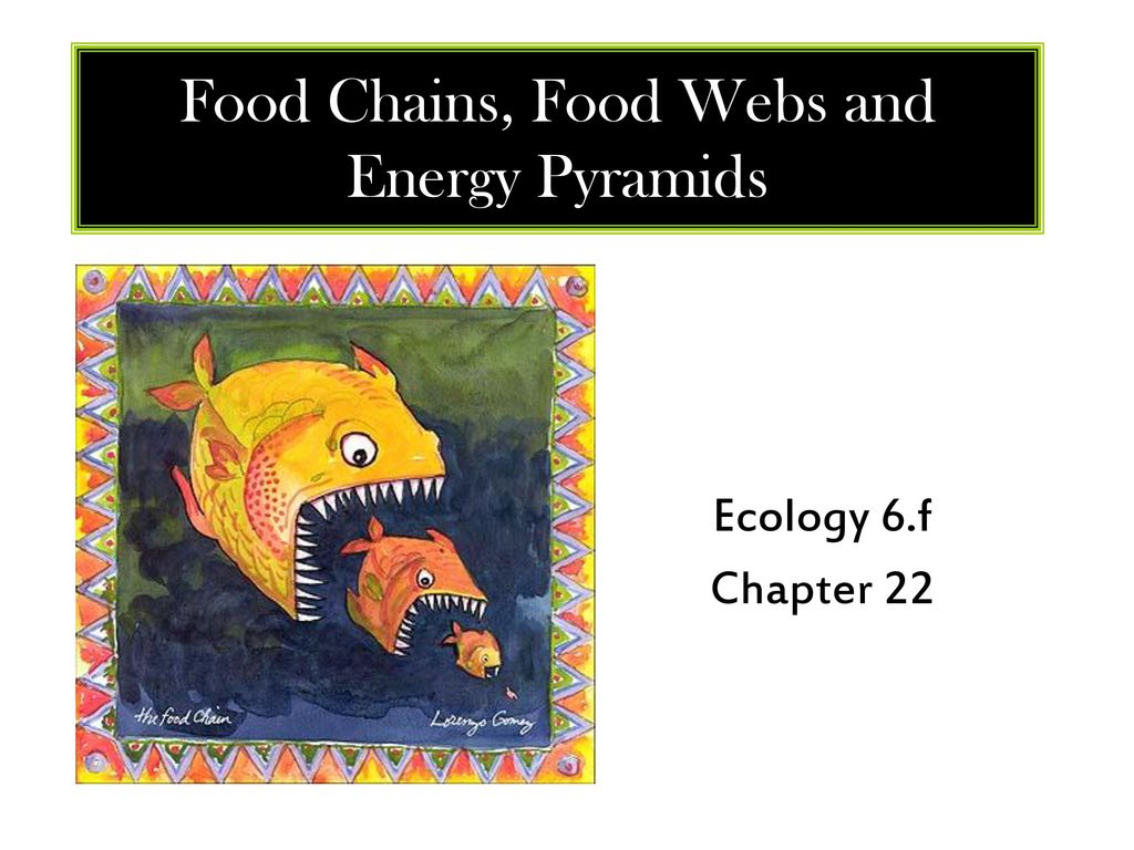 Food Chains Food Webs and Energy Pyramids Biology Diagrams