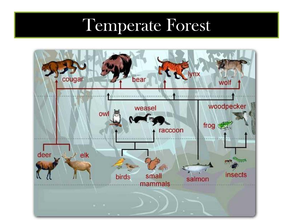Food Chains, Food Webs and Energy Pyramids Biology Diagrams