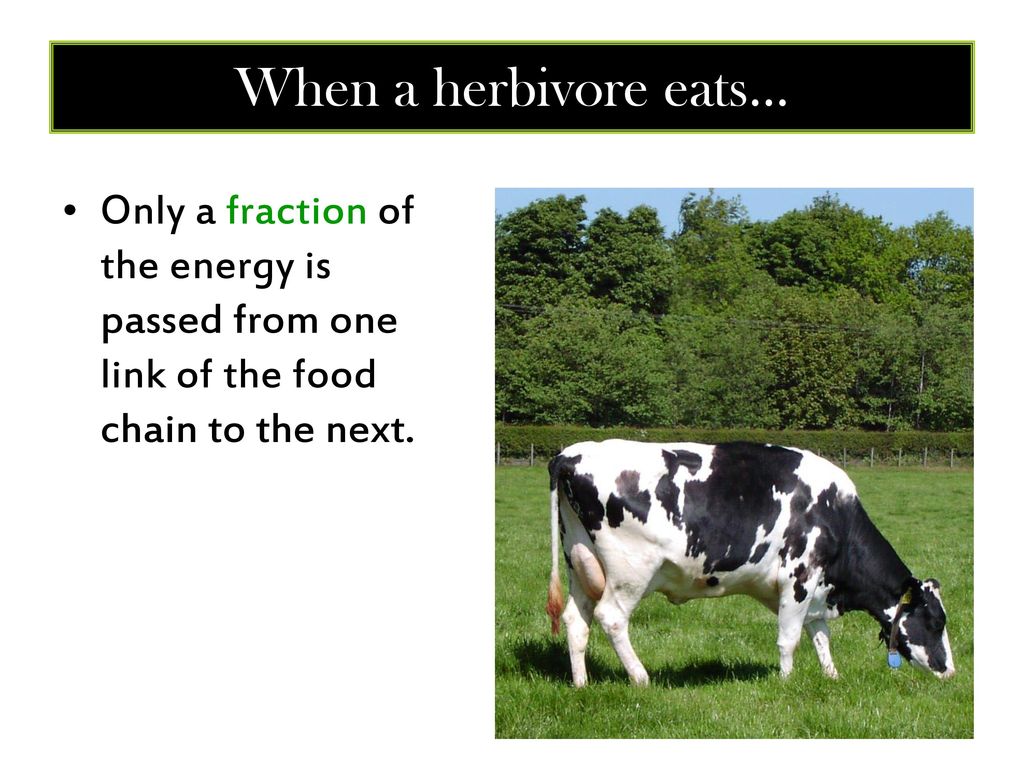 Food Chains, Food Webs and Energy Pyramids Biology Diagrams