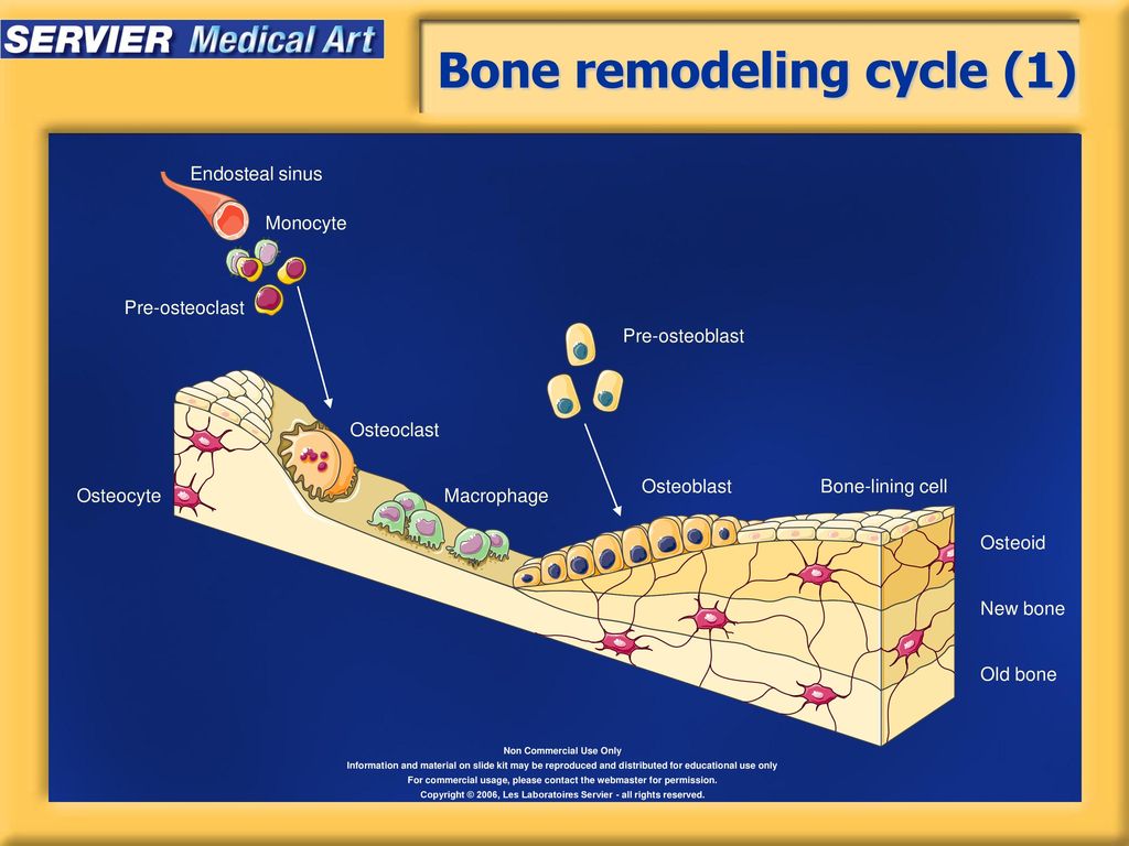 Bone remodeling cycle (1)