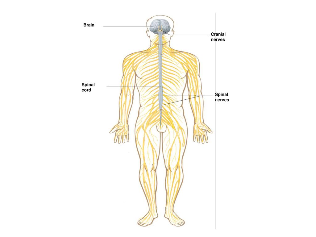 Nervous system I Chapter ppt download