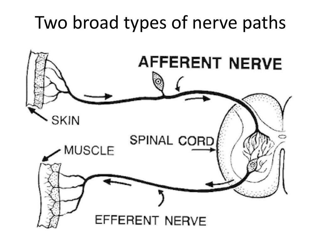 Two broad types of nerve paths