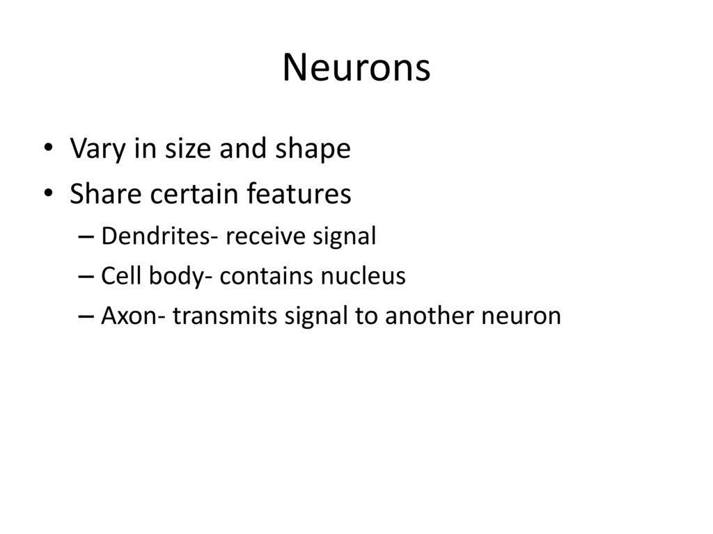 Neurons Vary in size and shape Share certain features