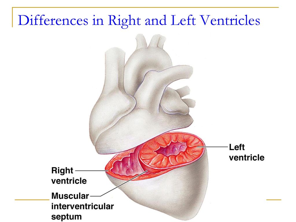 cardiovascular-system-ppt-download