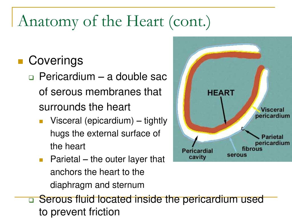 Cardiovascular System - ppt download