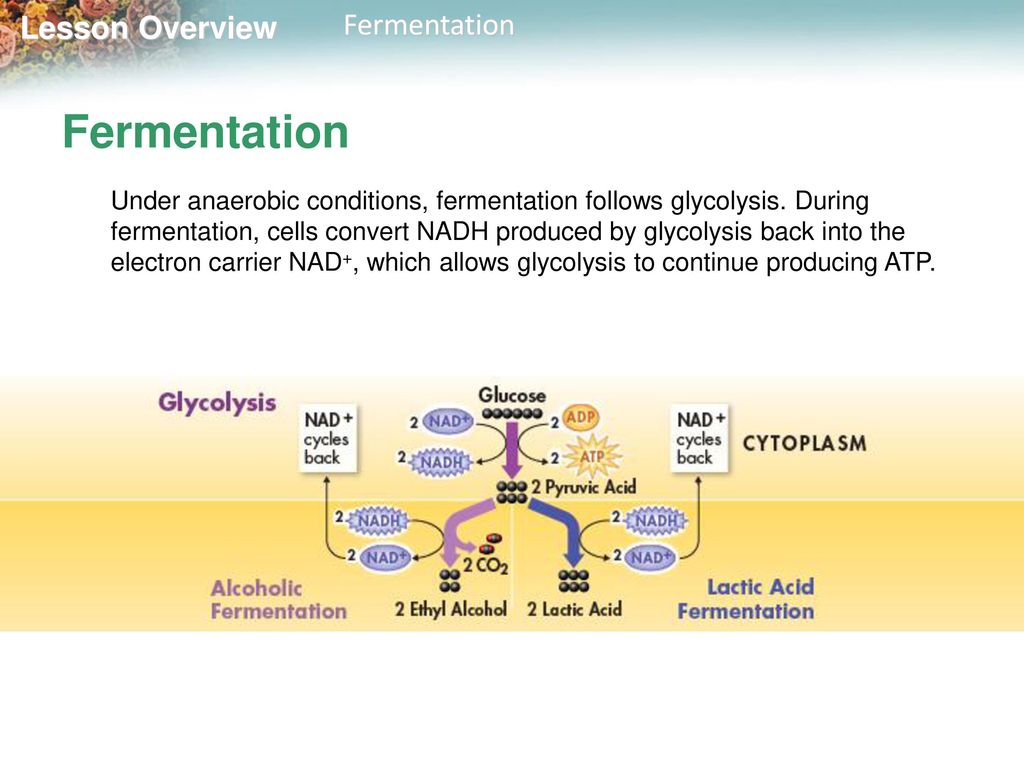 Lesson Overview 9.3 Fermentation. - ppt download