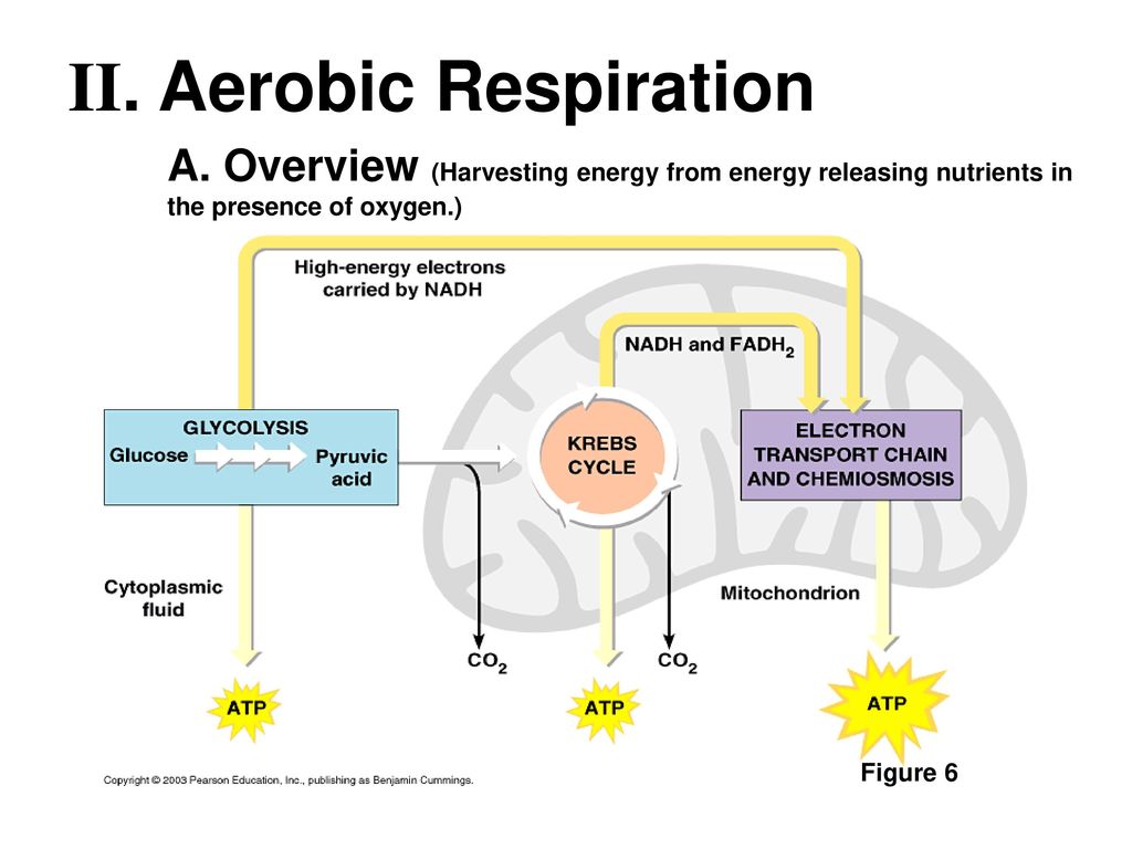 Cell Respiration I. Introduction A. History - ppt download