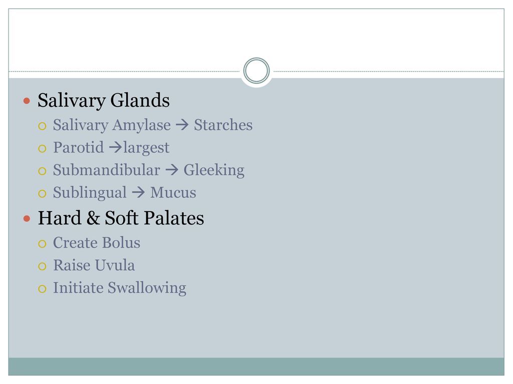 Salivary Glands Hard & Soft Palates Salivary Amylase  Starches
