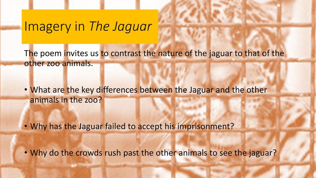 the jaguar ted hughes analysis