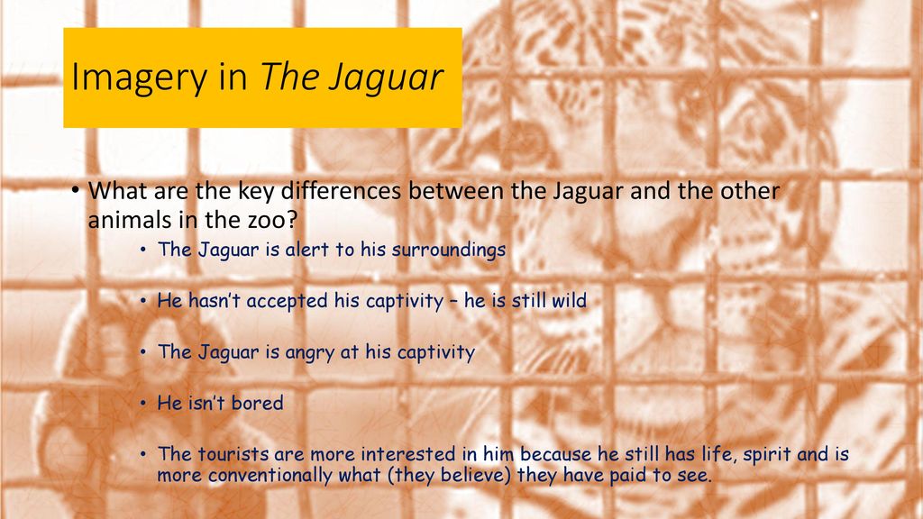 The Jaguar Ted Hughes. - ppt download