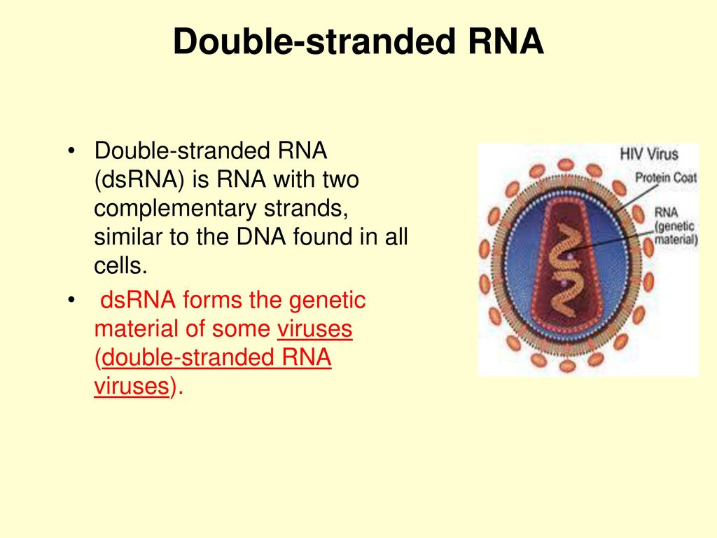 Basics Of Molecular Biology Ppt Download Basics Of Molecular Biology Ppt Download