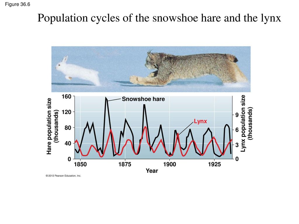 Chapter 36 Population Ecology. - ppt download