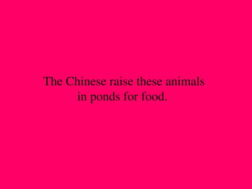 Geography Culture Animals Food Inventions 1pt 1 pt 1 pt 1pt 1 pt 2 pt