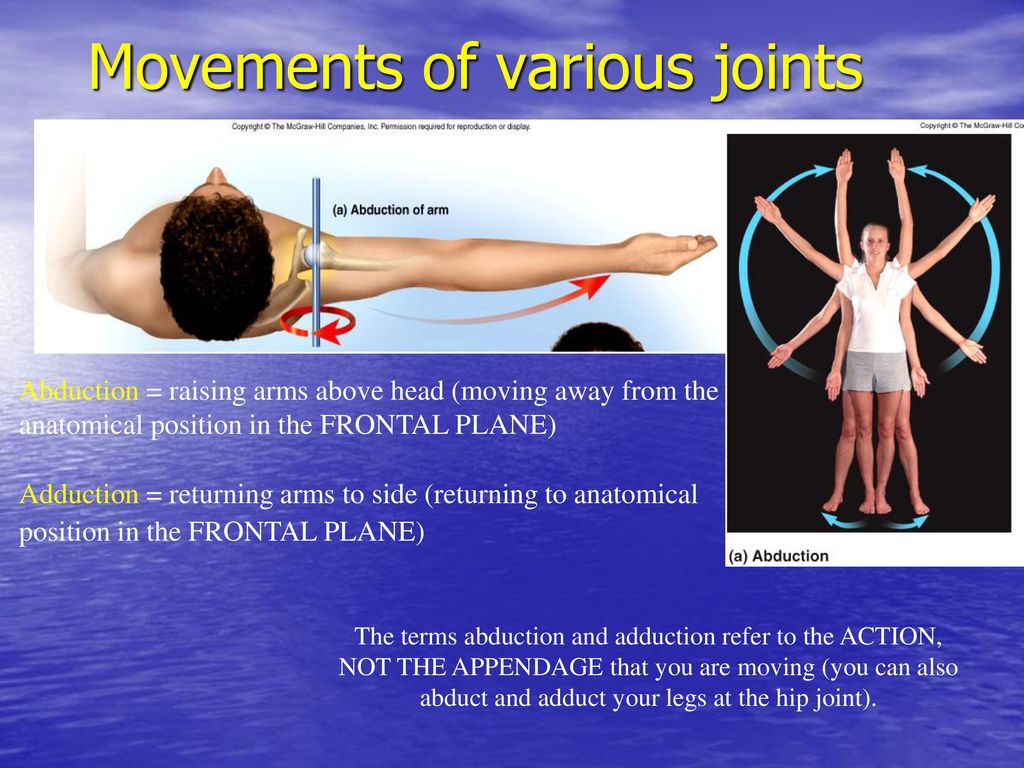 Articulations (Joints) - ppt download