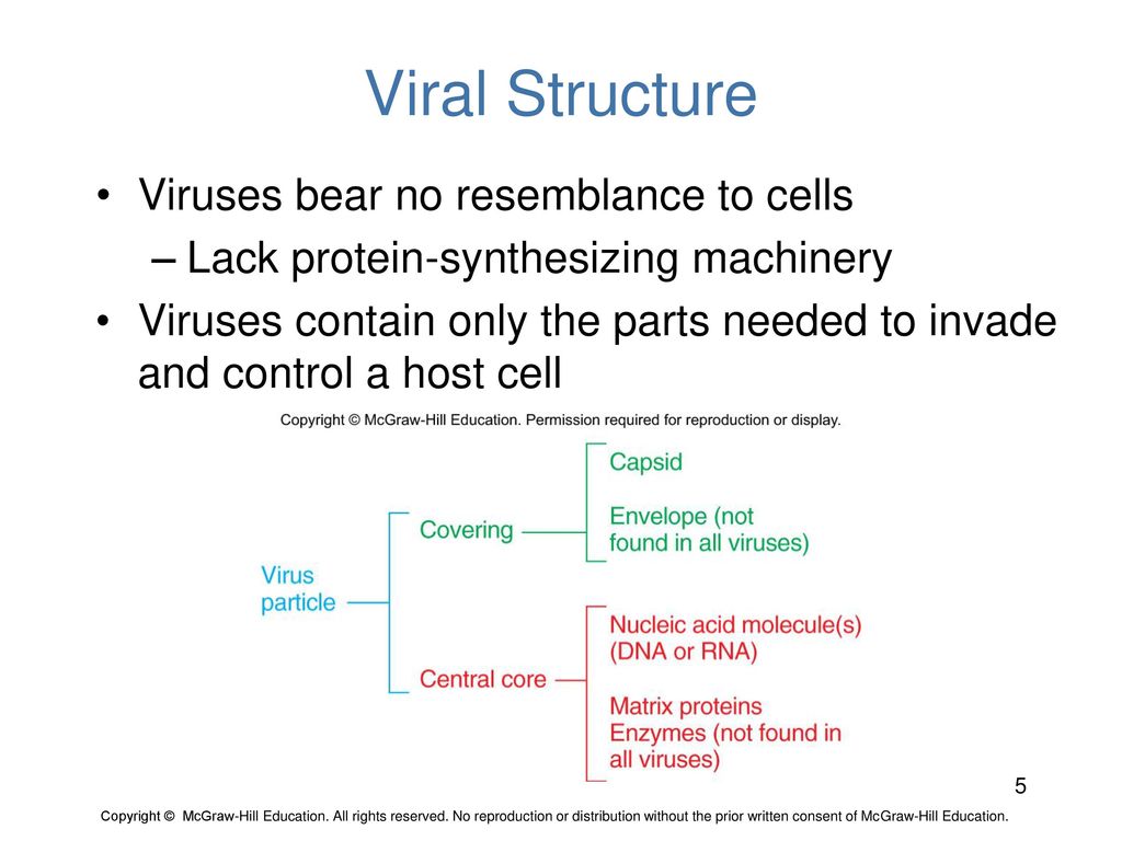 Viral Structure Viruses bear no resemblance to cells