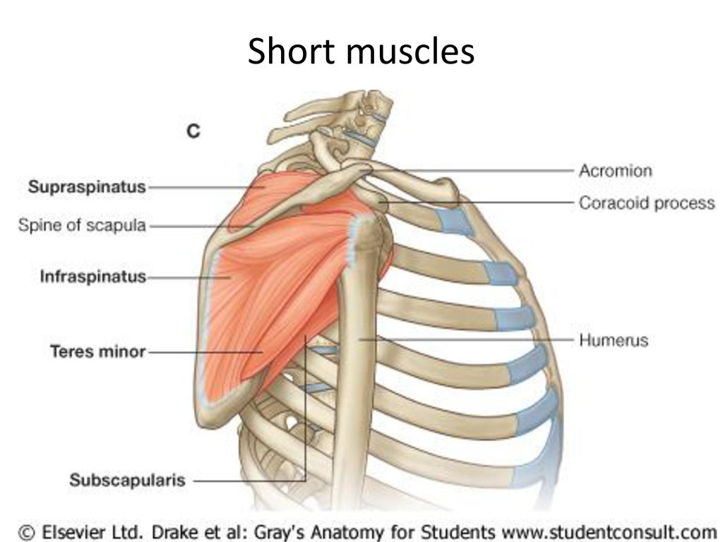 Shoulder Osteology X-ray Muscles CT/MRI. - ppt download