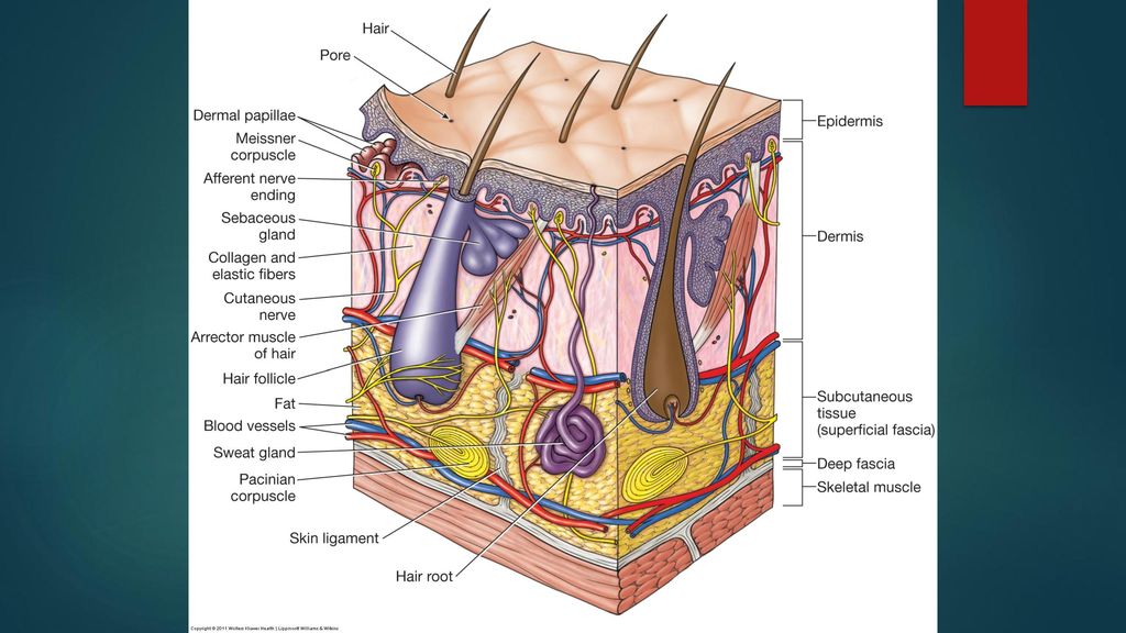 Endocrine And Integumentary Systems Ppt Download