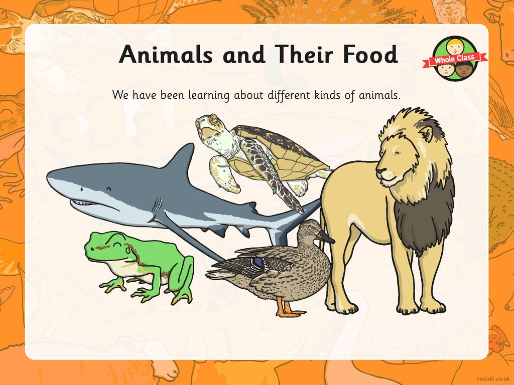 This week we are learning about what animals eat. - ppt download