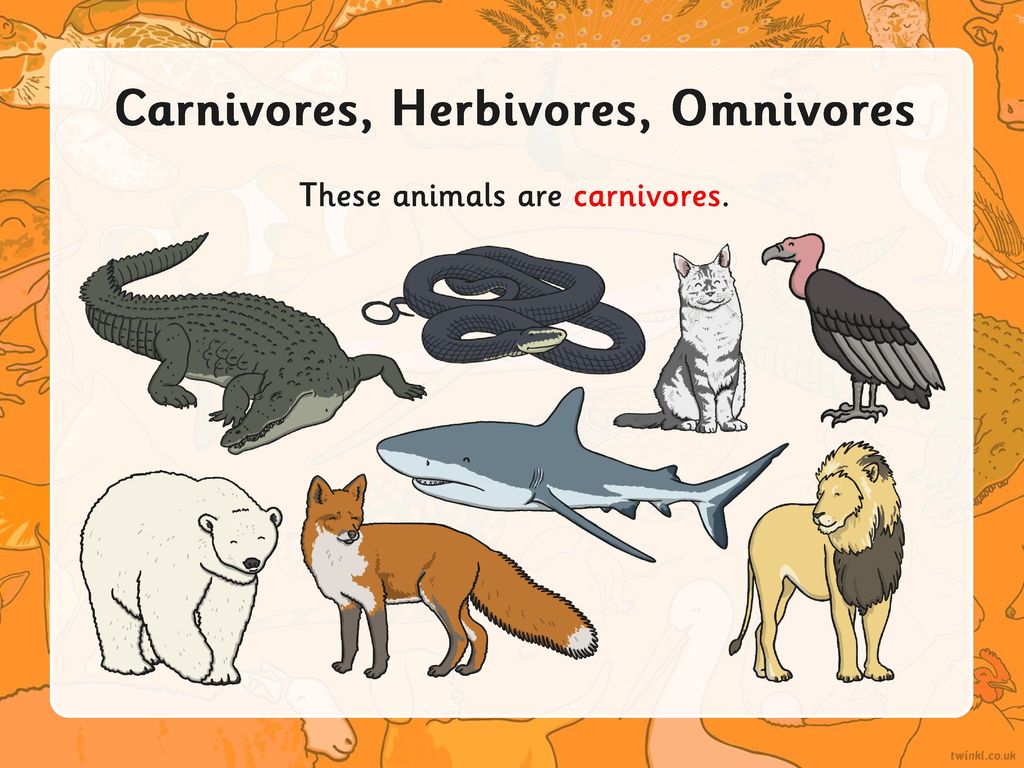 This week we are learning about what animals eat. - ppt download