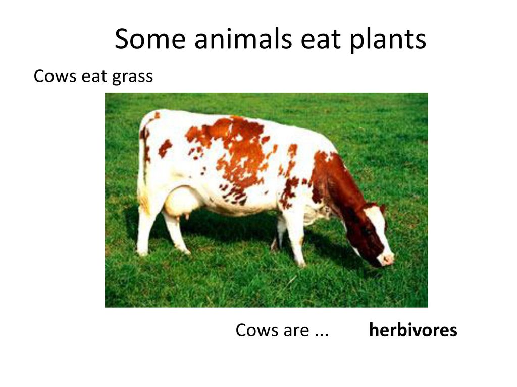 Carnivores, herbivores and omnivores - ppt download