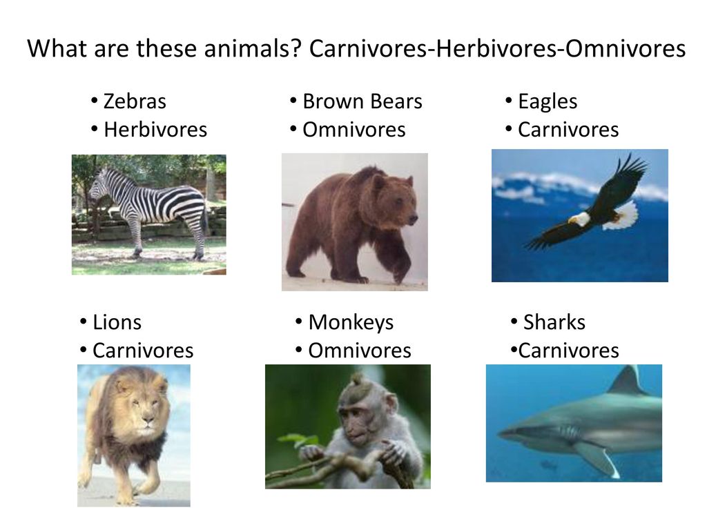 Carnivores, herbivores and omnivores - ppt download