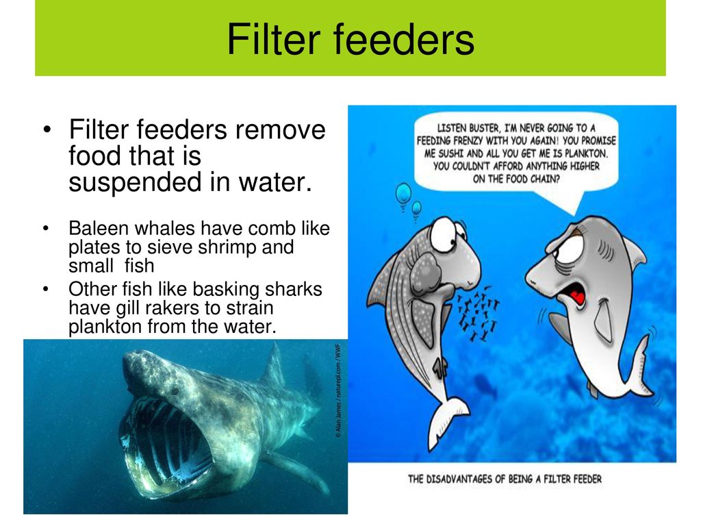 Heterotrophic Nutrition Ppt Download